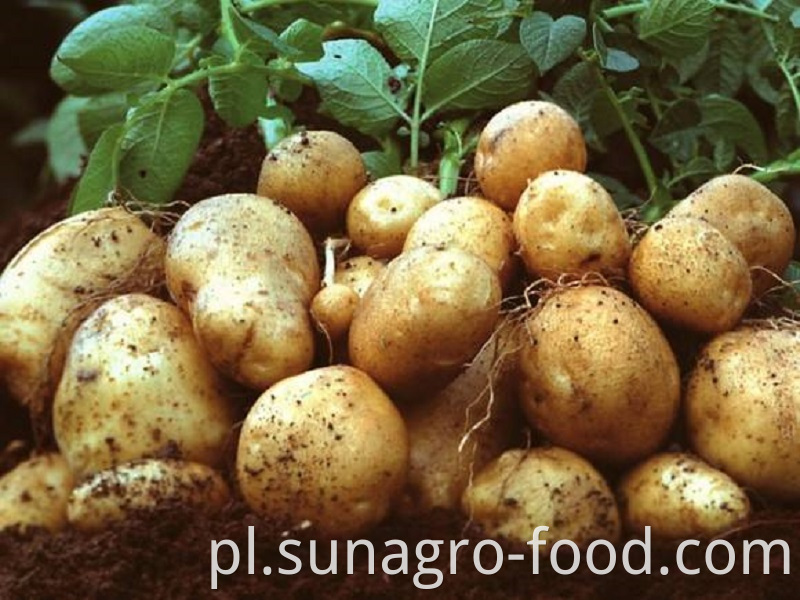 Organic Fresh Potatoes